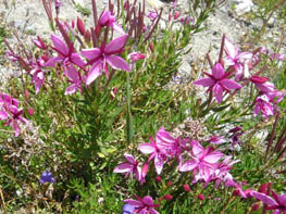 Chameron dodonaei